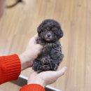 미니펫 강아지분양 고양이분양 부천점 이미지