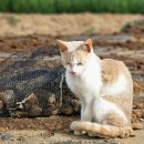 묘하우스 | 길고양이 비닐하우스 2개월 사용 후기｜야외 겨울 난방텐트, 실제 효과 기록