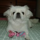 우리집막내 이미지