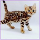 광주캐터리 이미지