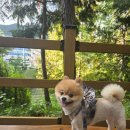 해맑은동물병원 | 강아지 피토) 부산 24시간 동물병원 방문 후기 (동행동물의료센터)