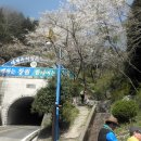 2014년 4월 8일 진해 장복산 벚꽃산행 후기 이미지