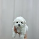 독스캣강아지고양이