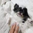 세림동물병원 이미지