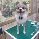 짱구 짱아 애견샵 이미지