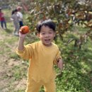 🧡🍂 청도에서 새빨간 감도 따고~ 달콤~한 홍시도 먹고왔어요① 🍂🧡 이미지