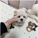 멍앤냥 강아지고양이 안양점 이미지