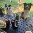 개똥이네캠핑장 이미지