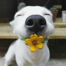 꽃보다 강쥐 이미지