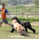 카사노바에리켄넬 이미지