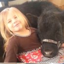 송아지 PC 이미지