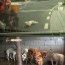(주)백구