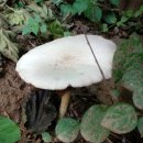 동네누나 이미지