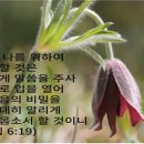 중보