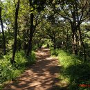 롯데캐슬아파트 101동 앞 횡단보도 이미지