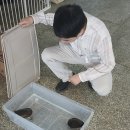 꼬맹이 | [입양 후기] 새 가족을 만난 거북이! '꼬북이'·'꼬맹이' 입양 후기
