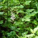 노루오줌 Astilbe chinensis (Maxim.) Franch. & Sav. 이미지