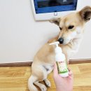 다온메디케어 | 강아지설사 묽은변 치유보조제 홍익메디케어 개멕타 다온이 급여후기