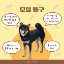 멍이냥이친구네