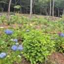 대동하늘정원 | 여수대형카페 수국 정원 신상카페 "더 포레스트랜드"