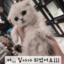 브리더하우스 | 대전 고양이 입양 후기｜라온캣에서 먼치킨 킬트 ‘먼지공주’ 데려온 날 + 대전 고양이 분양 추천 기준...