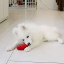 가온펫(안심분양센터) 이미지