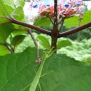 시골마당 이미지