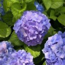 삼첩분식 수영점 이미지