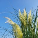 한사랑팜 이미지