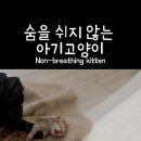 이 고양이 출산영상 본사람 이미지