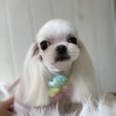 The dog 애견미용샵 이미지