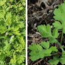 언니네밥상 이미지