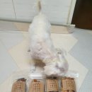 강아지와 고양이의 구멍가게 이미지