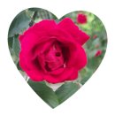 관계(關係)의공존( 이미지