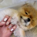 댕댕이 애견샵 이미지