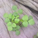 은비농장 이미지