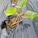 항사농장 이미지