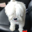 아띠앤펫 이미지