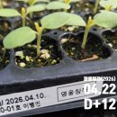 대풍상사 | 1. 영웅참깨 육묘 파종후 D+20 까지의 과정