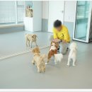 옐레드 애견유치원 애견호텔 하남미사점 이미지