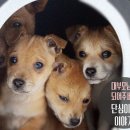 단심이동물농장 이미지