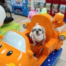 독스앤휴먼 이미지