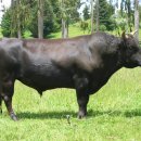 맥주의전설 이미지