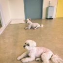 루루퍼피 이미지