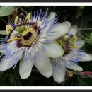 추억의7080 이미지