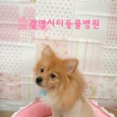 광명시티동물병원 이미지