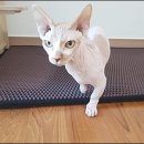 미앤클 | 사막화방지 가능한 고양이 매트 샀어요