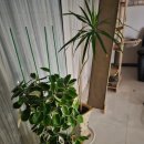 호야몰 | 코스트코 온라인몰 아이리스 이동식 원형 호야꽃 화분 받침대 구입 후기