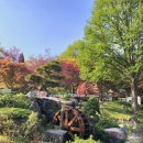 아침고요 | [아침고요수목원 내돈내산 실시간후기] 벚꽃과 튤립 만개! 화보찍고와요🌷