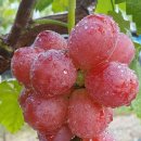 육일농장 이미지